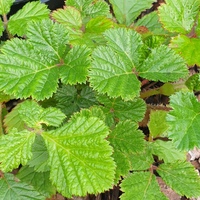 Rubus nepalensis 